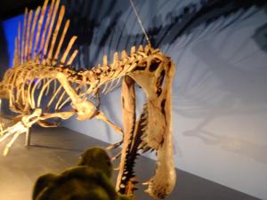 160521（土）-02【0900～1000】上野公園国立科学博物館　特別展「恐竜博2016」スピノサウルス他《上野-嫁》_115